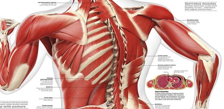Human Body Encyclopedia screenshot image 7_Popularmodapk.com