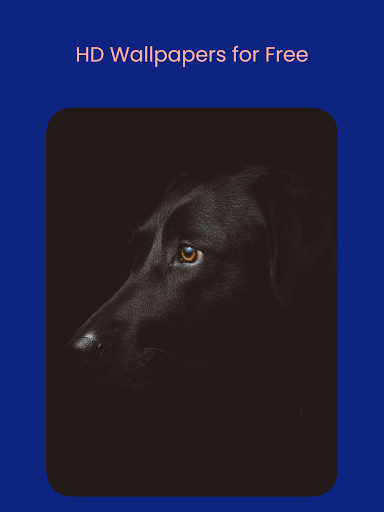 Wallpapers: Wallpaper Changer screenshot image 16_Popularmodapk.com