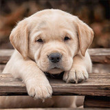 Animals Puzzles Jigsaw1.6_Popularmodapk.com