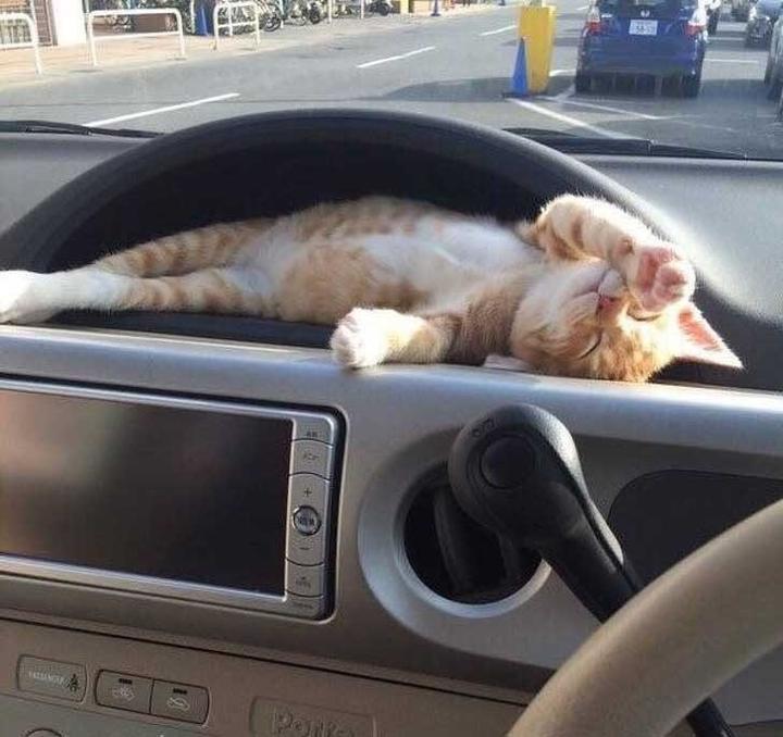 Funny Pics screenshot image 3_Popularmodapk.com