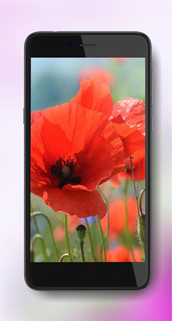 Summer Poppy lwp screenshot image 7_Popularmodapk.com