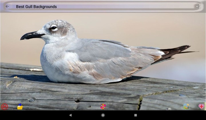 Gull Backgrounds screenshot image 8_Popularmodapk.com