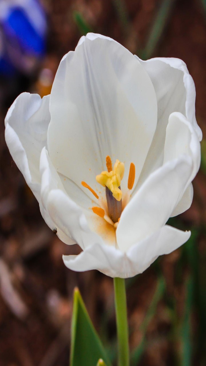 Tulip Wallpapers screenshot image 6_Popularmodapk.com