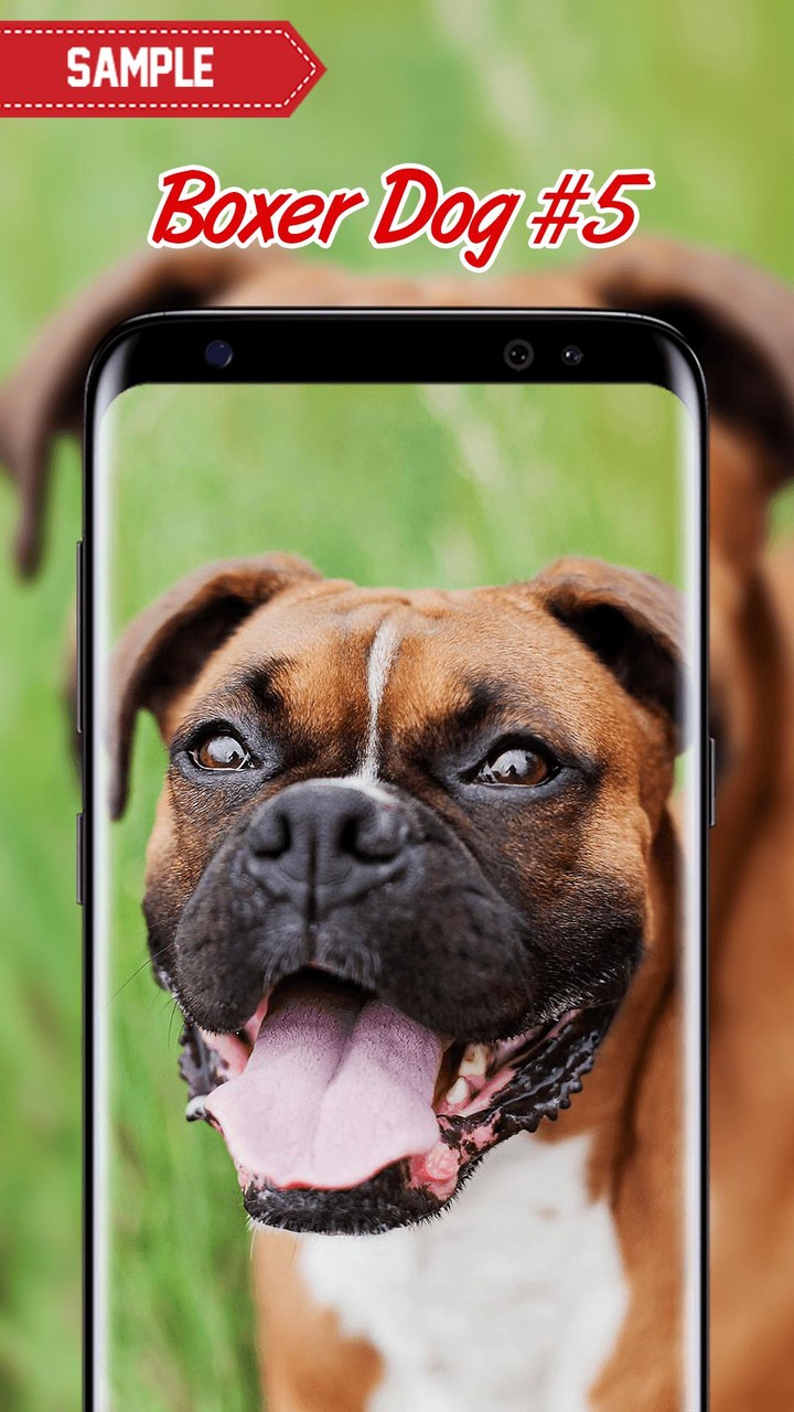 Boxer Dog Wallpaper screenshot image 10_Popularmodapk.com