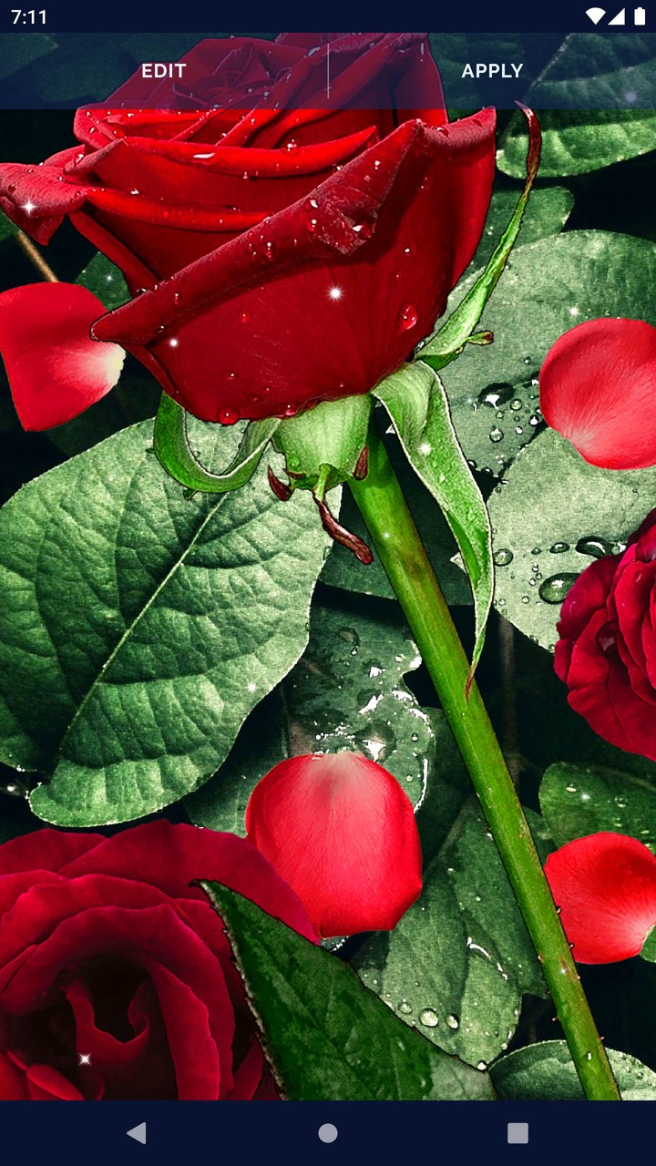 3D Red Rose Live Wallpaper screenshot image 8_Popularmodapk.com