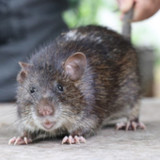 เสียงต่อหนูพุก2.7_Popularmodapk.com