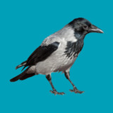 Progressive decoy of crows0.8.25.0521_Popularmodapk.com