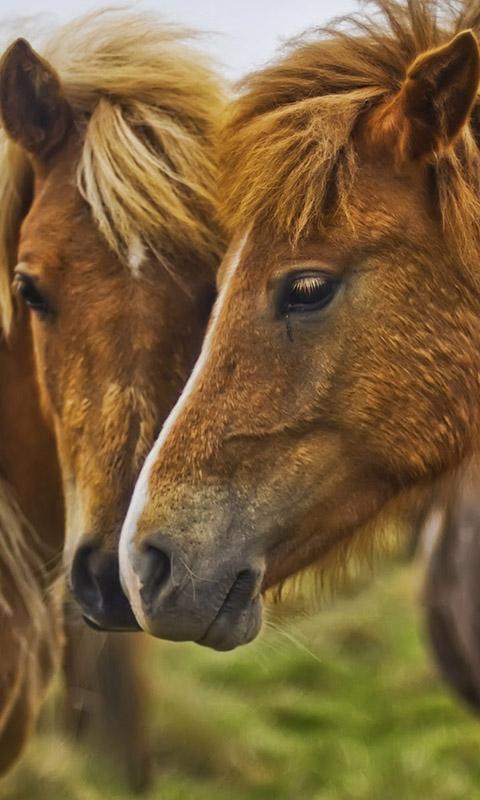 Horses Live Wallpaper screenshot image 8_Popularmodapk.com