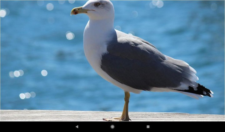 Gull Backgrounds screenshot image 11_Popularmodapk.com