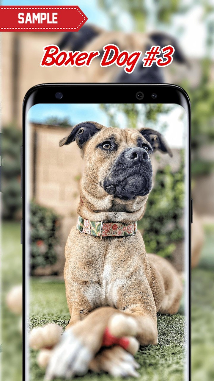 Boxer Dog Wallpaper screenshot image 8_Popularmodapk.com