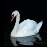 Swan Wallpaper1.0.6_Popularmodapk.com