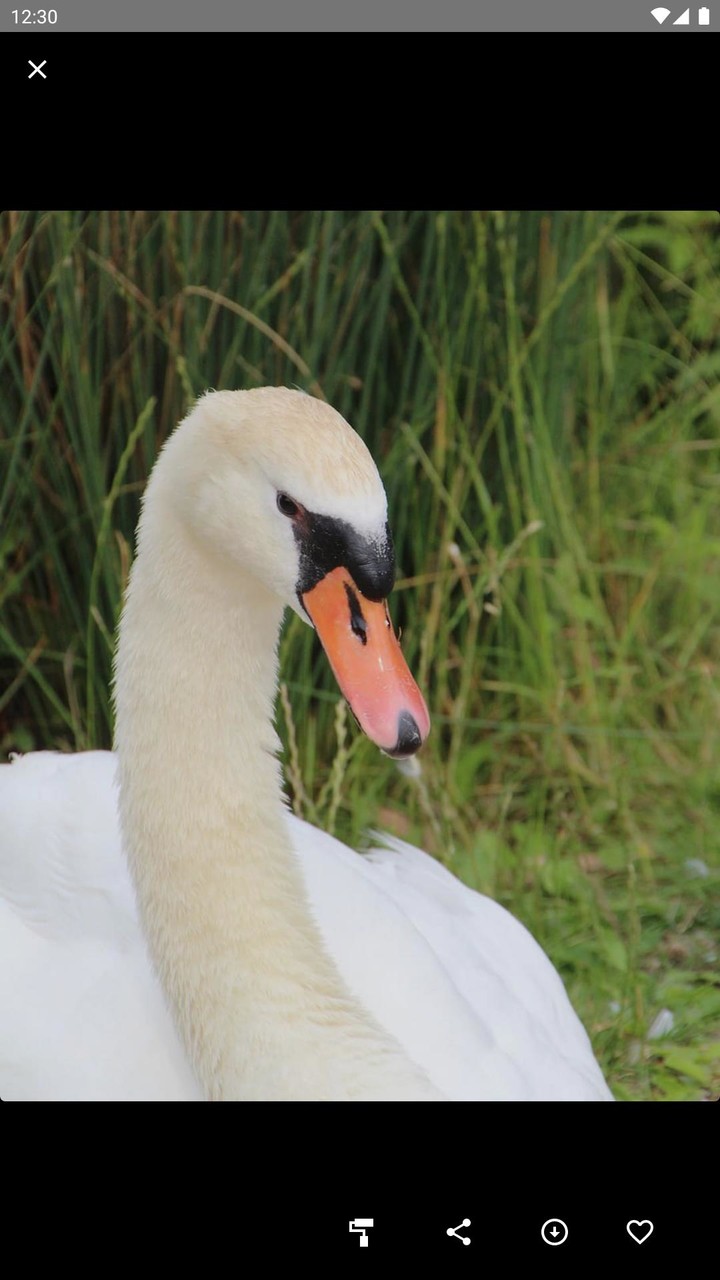 Swan Wallpaper screenshot image 7_Popularmodapk.com