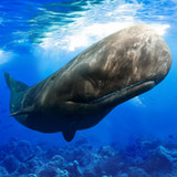 The Sperm Whale1.0.9_Popularmodapk.com