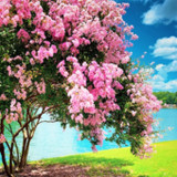 Spring Wallpapers1.5.1_Popularmodapk.com