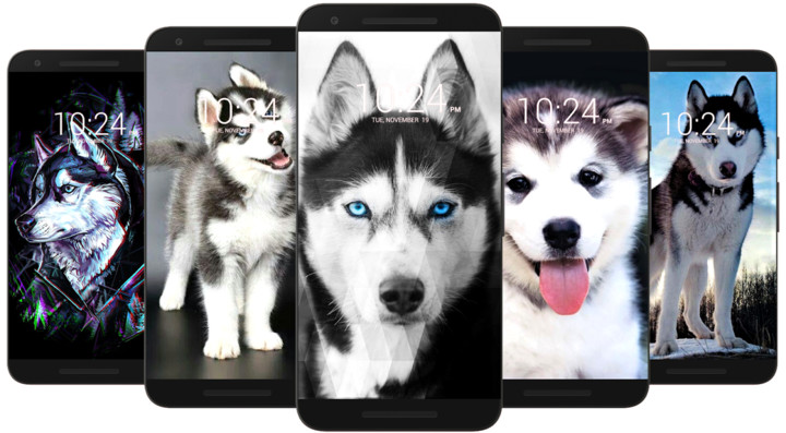 Husky Dog Wallpaper HD screenshot image 4_Popularmodapk.com