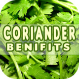 Coriander Benefits11_Popularmodapk.com