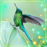 Colibri Exotic Live Wallpaper1.5_Popularmodapk.com