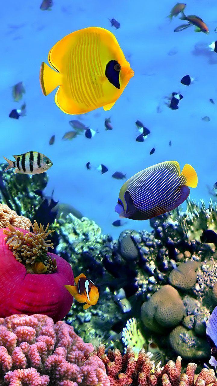 Ocean Fish Live Wallpaper screenshot image 3_Popularmodapk.com