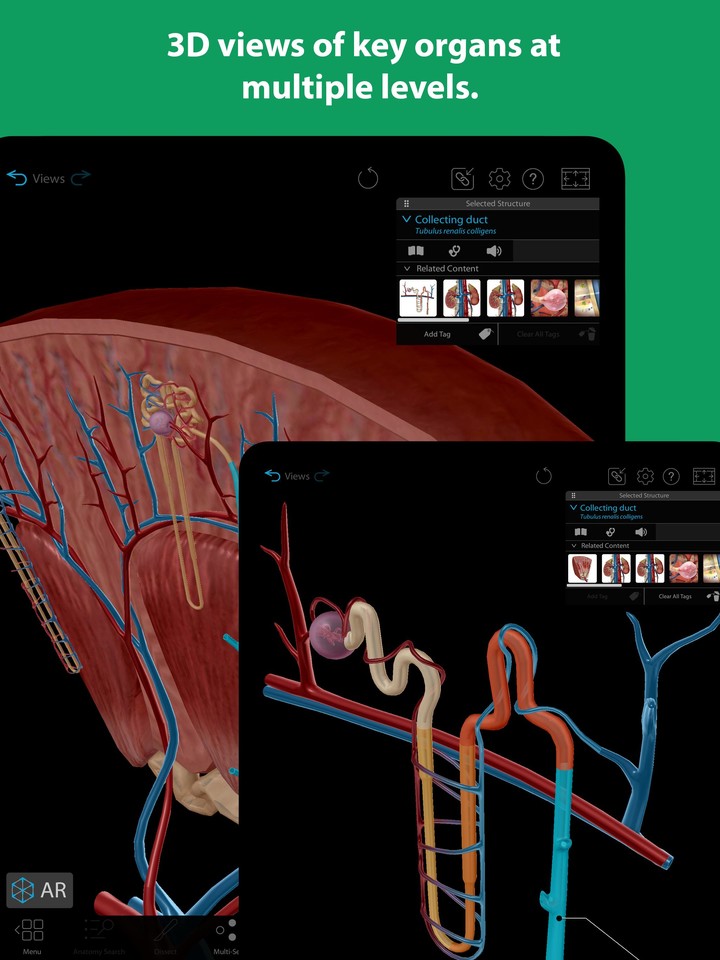 Human Anatomy Atlas 2022＋ screenshot image 16_Popularmodapk.com