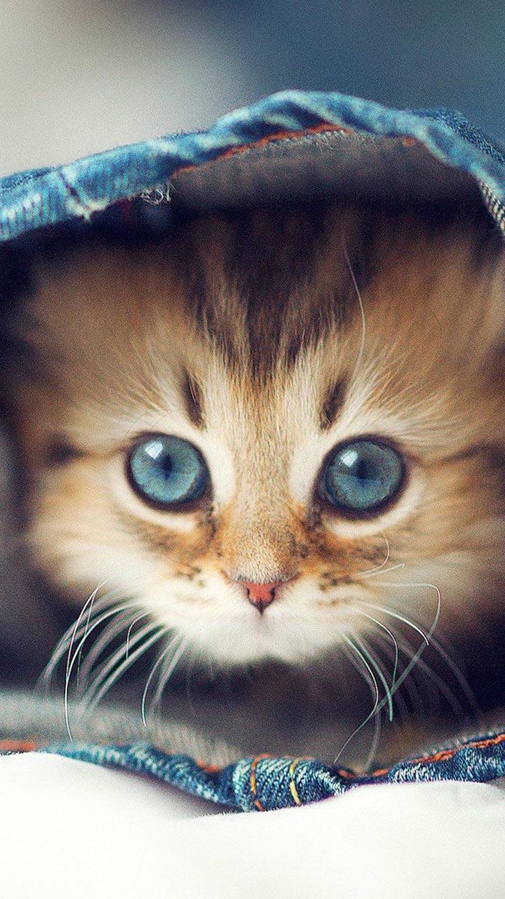 Beautiful Cats Wallpapers screenshot image 1_Popularmodapk.com