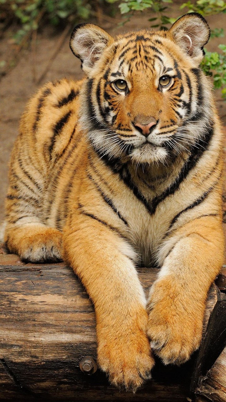 Tiger Wallpapers screenshot image 7_Popularmodapk.com