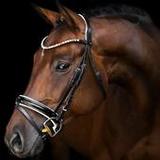 Horses Live Wallpaper9.2_Popularmodapk.com