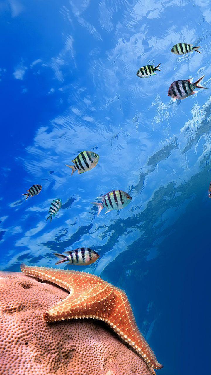 Ocean Fish Live Wallpaper screenshot image 1_Popularmodapk.com