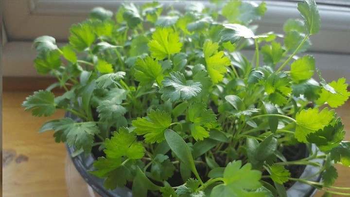 Coriander Benefits screenshot image 20_Popularmodapk.com