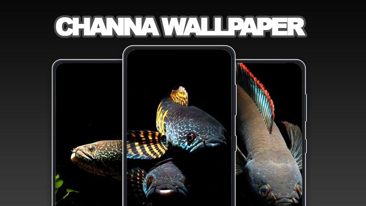 Channa Fish Wallpapers screenshot image 2_Popularmodapk.com