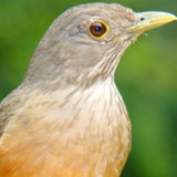 Cantos de Sabiás2.3_Popularmodapk.com