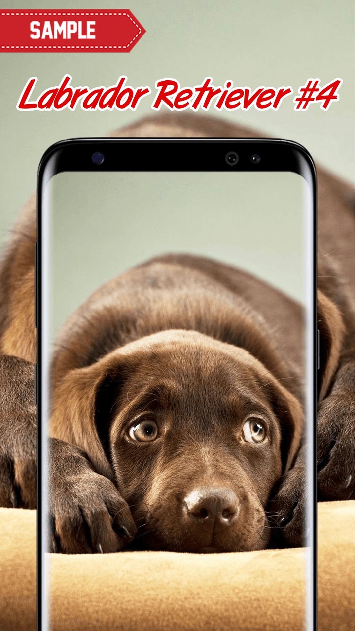 Labrador Retriever Wallpaper screenshot image 10_Popularmodapk.com