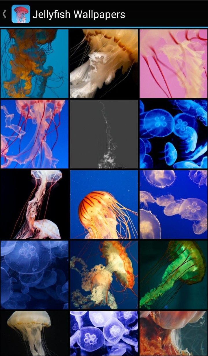 Jellyfish Wallpapers screenshot image 2_Popularmodapk.com