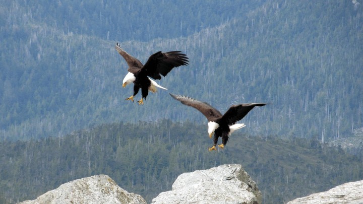 Bald Eagle Sounds screenshot image 4_Popularmodapk.com