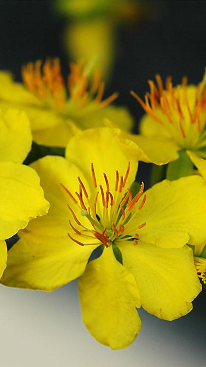 Mai Flower Live Wallpaper screenshot image 4_Popularmodapk.com