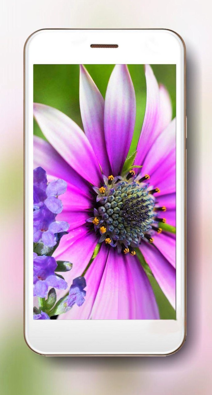 Summer Mood Live Wallpaper screenshot image 1_Popularmodapk.com
