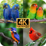 Suara Kicauan Burung1.0.5_Popularmodapk.com