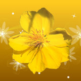 Mai Flower Live Wallpaper2.10_Popularmodapk.com