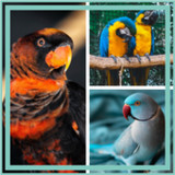 Birds guess game10.20.2_Popularmodapk.com