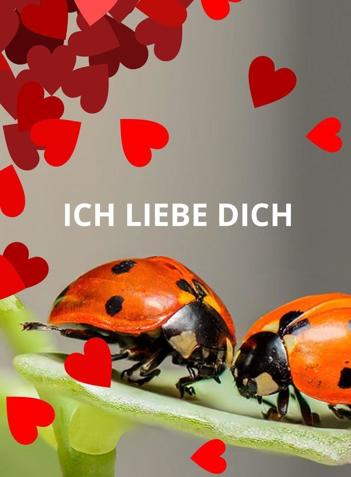 Ich Liebe Dich Bilder screenshot image 5_Popularmodapk.com