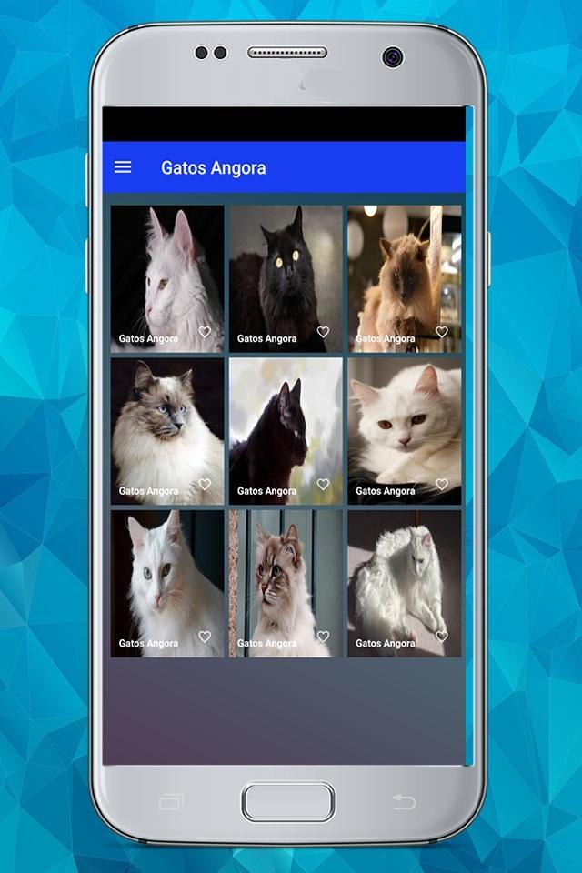 Razas de Gatos screenshot image 3_Popularmodapk.com
