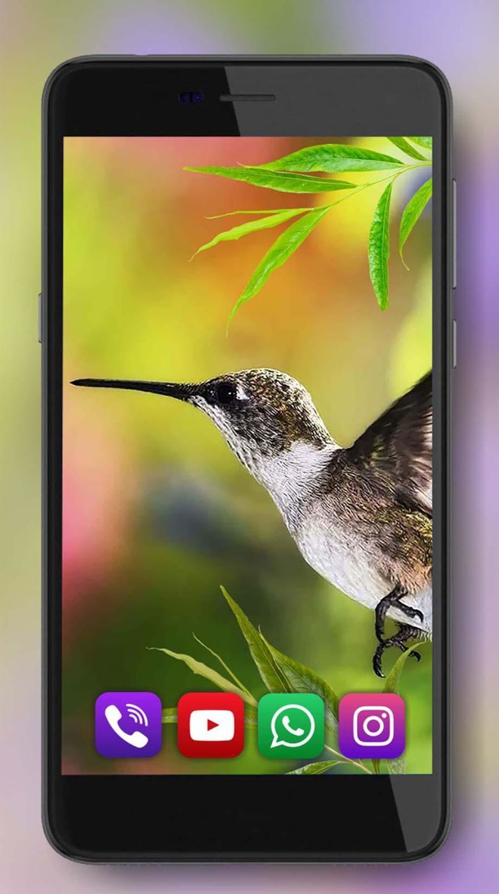 Colibri Exotic Live Wallpaper screenshot image 6_Popularmodapk.com