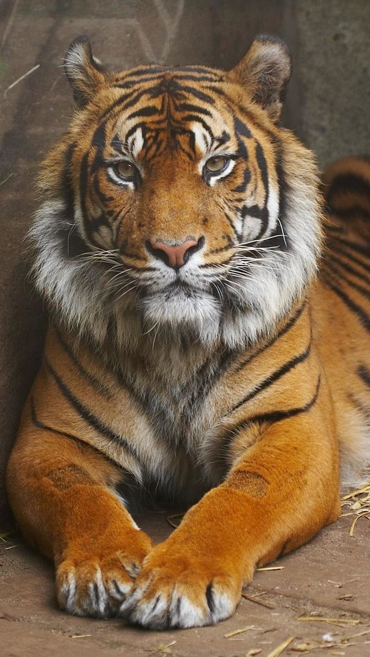 Tiger Wallpapers screenshot image 9_Popularmodapk.com