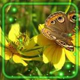 Summer Mood Live Wallpaper1.5_Popularmodapk.com