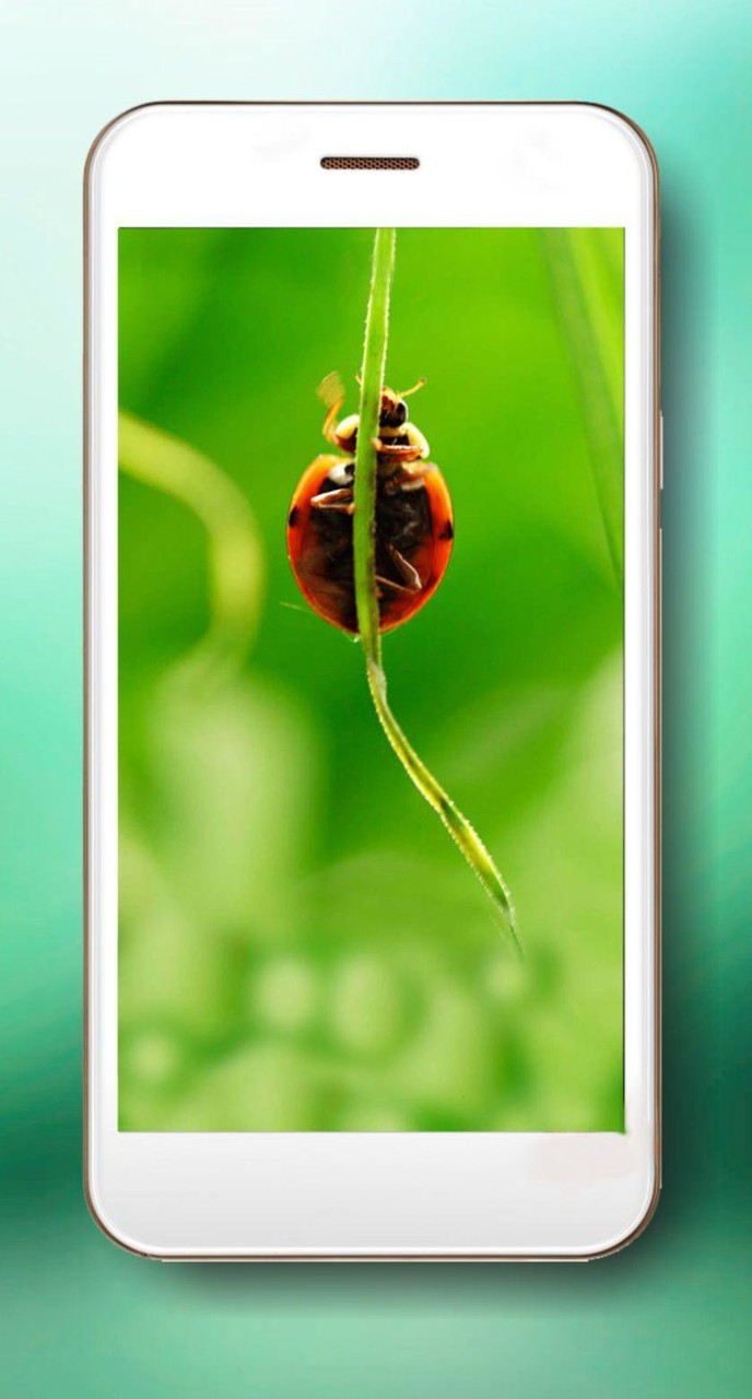 Summer Mood Live Wallpaper screenshot image 5_Popularmodapk.com