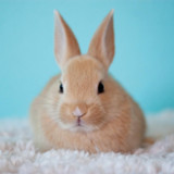 Animal friends in my hand1.0.5_Popularmodapk.com