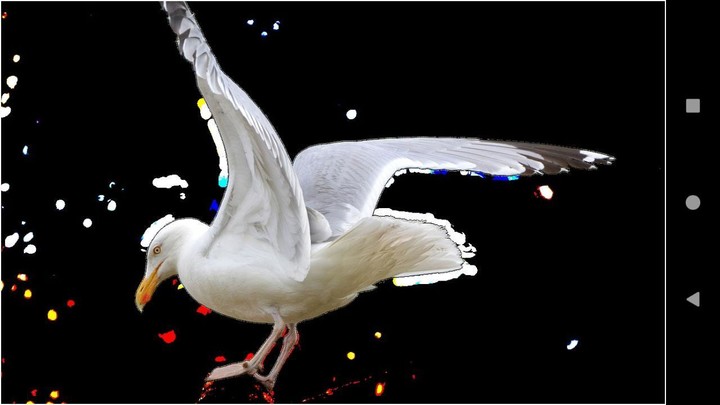 Gull Backgrounds screenshot image 4_Popularmodapk.com