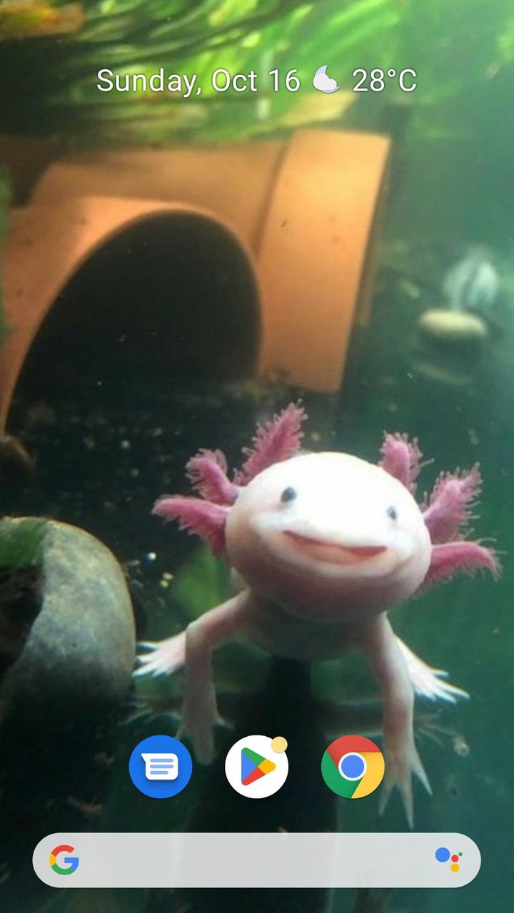 Axolotl Wallpaper Cute HD & 4K screenshot image 7_Popularmodapk.com