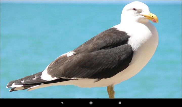 Gull Backgrounds screenshot image 5_Popularmodapk.com