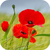 Poppy Flower Live Wallpaper5.0_Popularmodapk.com