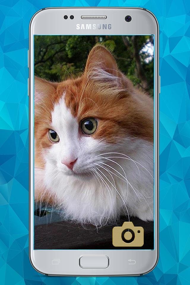 Razas de Gatos screenshot image 4_Popularmodapk.com